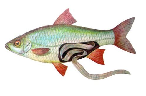 O peixe como causa de infección humana con parasitos