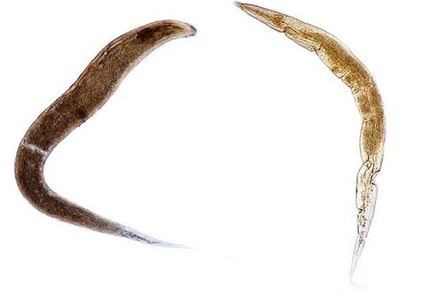 parasitos humanos oxiuros